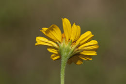 Image de Acmella repens (Walt.) Richard