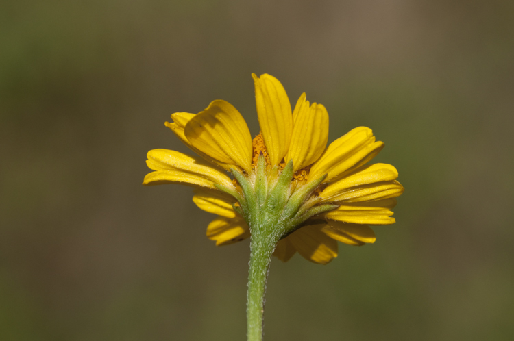 Слика од Acmella repens (Walt.) Richard