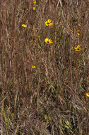 Sivun Helianthus heterophyllus Nutt. kuva