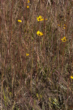 Image of Variable-Leaf Sunflower