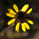 Image of Variable-Leaf Sunflower