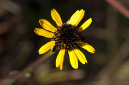 Sivun Helianthus heterophyllus Nutt. kuva