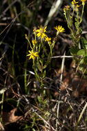 Image of Maryland goldenaster