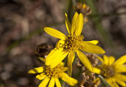 صورة Chrysopsis mariana (L.) Ell.