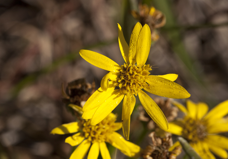 Image of Maryland goldenaster