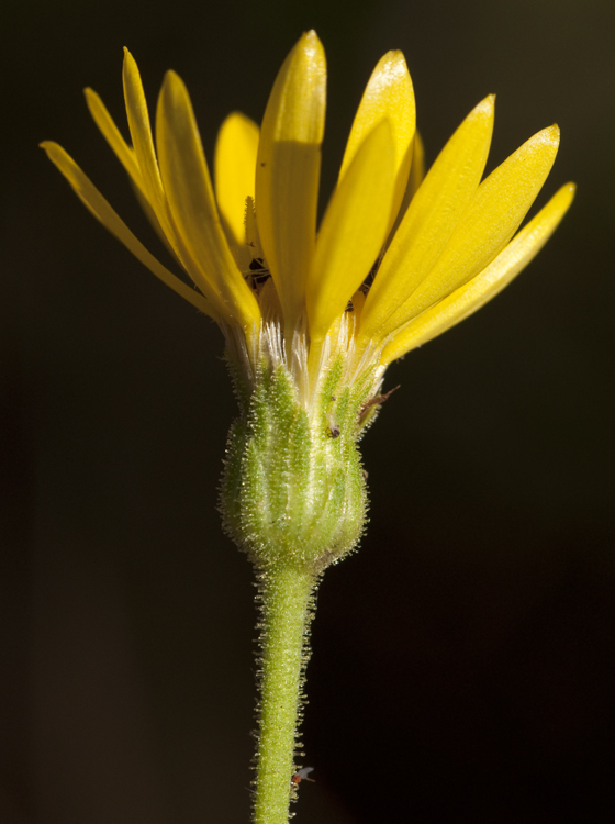 صورة Chrysopsis mariana (L.) Ell.