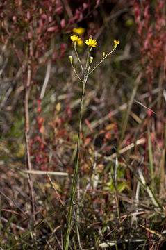 Image de Pityopsis graminifolia var. latifolia (Fern.) J. C. Semple & F. D. Bowers