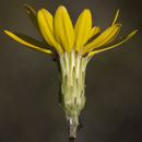 Imagem de Pityopsis graminifolia var. latifolia (Fern.) J. C. Semple & F. D. Bowers