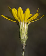 Pityopsis graminifolia var. latifolia (Fern.) J. C. Semple & F. D. Bowers resmi