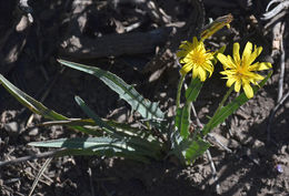 Image de Agoseris monticola Greene