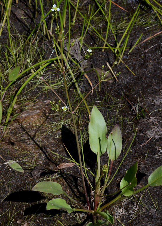 Image of northern water plantain