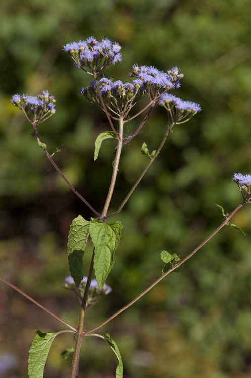 Image of blue mistflower