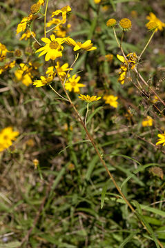 Image of swamp sunflower