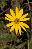 Image of swamp sunflower