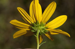 Image of swamp sunflower