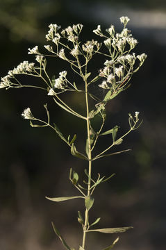 Image of hyssopleaf thoroughwort