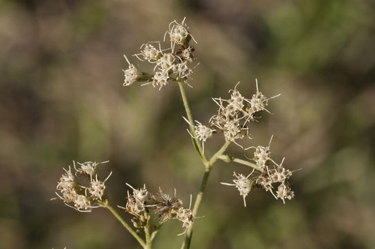 Sivun Eupatorium hyssopifolium L. kuva