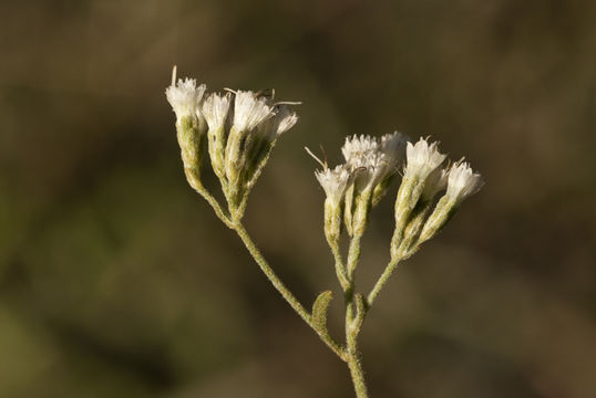 Eupatorium hyssopifolium L. resmi