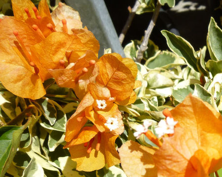 Слика од Bougainvillea