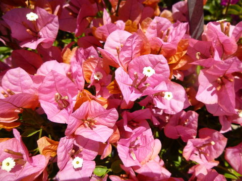 Слика од Bougainvillea