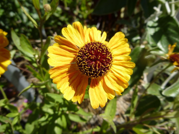 Plancia ëd Helenium autumnale L.