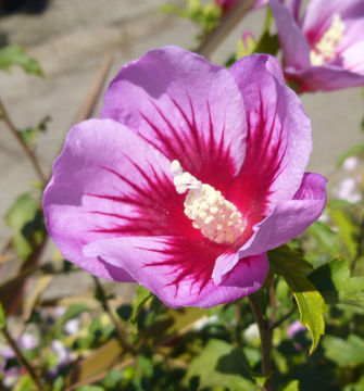 Imagem de Hibiscus syriacus L.