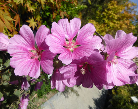 Image of <i>Lavatera thuringiaca</i>