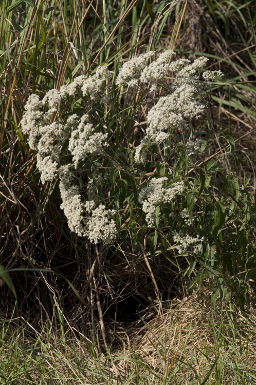 Eupatorium serotinum Michx.的圖片