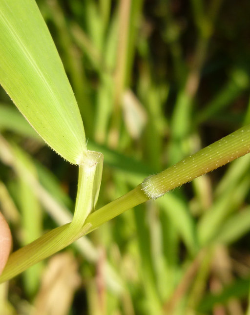 Image of Cut-grass