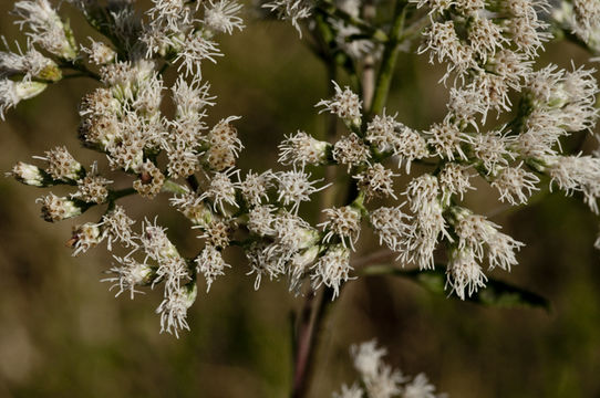 Image of lateflowering thoroughwort