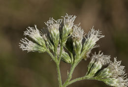 Eupatorium serotinum Michx.的圖片