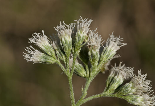 Image of lateflowering thoroughwort