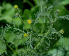 Image of stinking chamomile