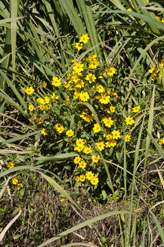 صورة Bidens laevis (L.) Britt., Stern & Poggenb.