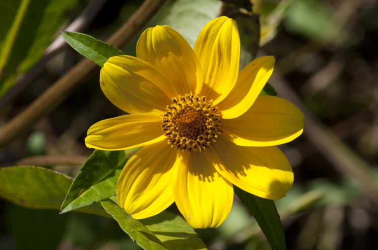 صورة Bidens laevis (L.) Britt., Stern & Poggenb.