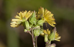 Image of Oriental false hawksbeard