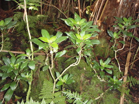 Sivun Cyrtandra lysiosepala (A. Gray) C. B. Clarke kuva