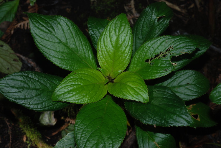 Image of Opposite-Leaf Cyrtandra