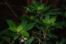 Image of Opposite-Leaf Cyrtandra