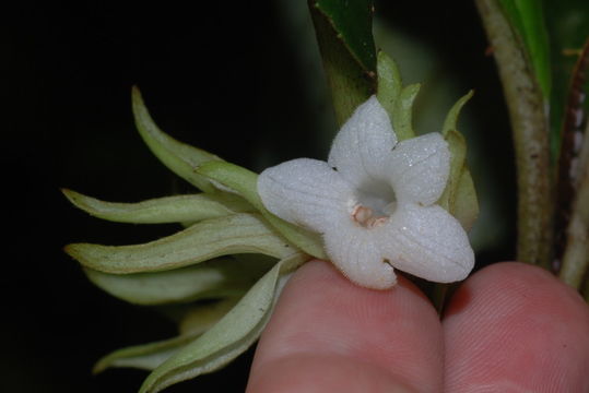 Sivun Cyrtandra lysiosepala (A. Gray) C. B. Clarke kuva