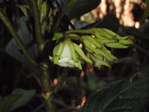 Sivun Cyrtandra lysiosepala (A. Gray) C. B. Clarke kuva