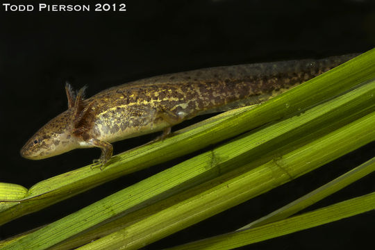 Image of Mole Salamander