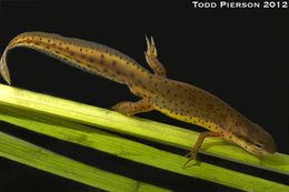 Image of Eastern Newt