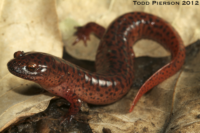 Image of Red Salamander