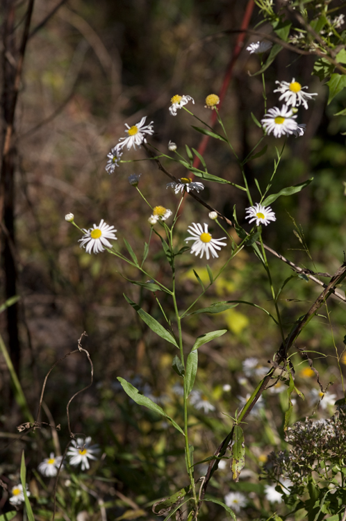 Plancia ëd Boltonia asteroides (L.) L'Hér.