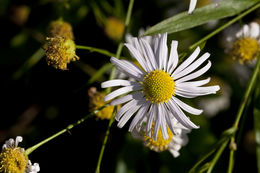 Plancia ëd Boltonia asteroides (L.) L'Hér.