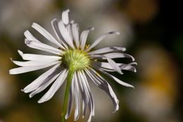 Plancia ëd Boltonia asteroides (L.) L'Hér.