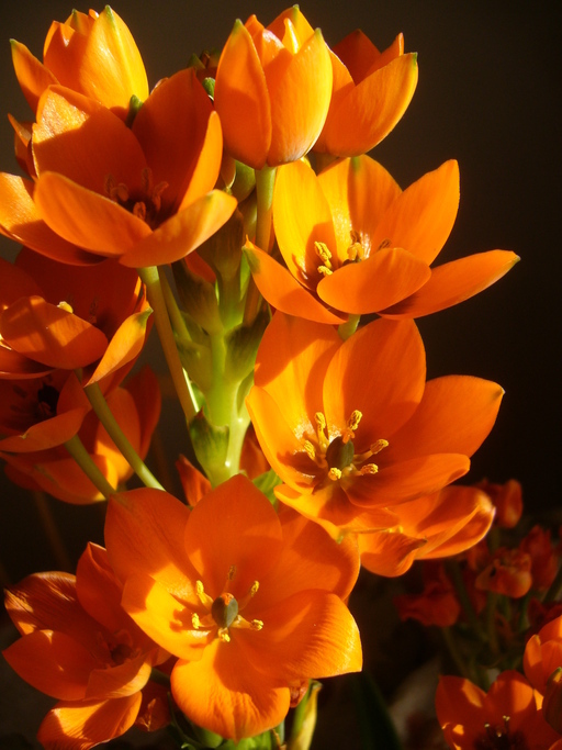 Image of Ornithogalum dubium Houtt.