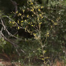 Plancia ëd Croptilon divaricatum (Nutt.) Rafin.