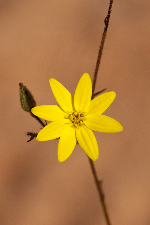 Imagem de Croptilon divaricatum (Nutt.) Rafin.